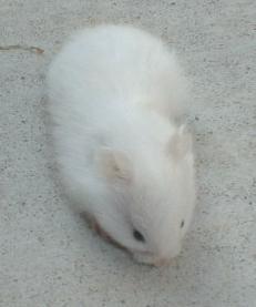 20071212122601-white1.jpg